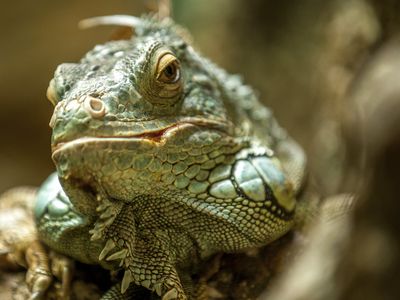 Reptilienzoo Allgäu
